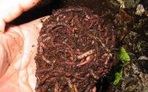 Как правильно развести червей в домашних условиях?